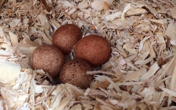 View of four eggs inside a kestrel nest box.